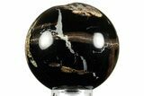 Polished Petrified Wood (Schinoxylon) Sphere - Wyoming #370998-1